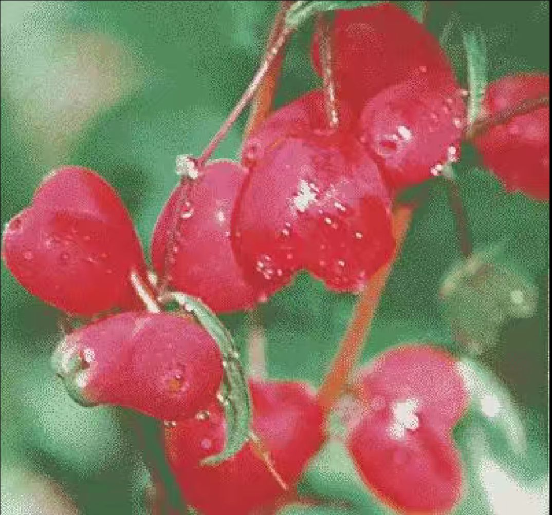 杈杷果