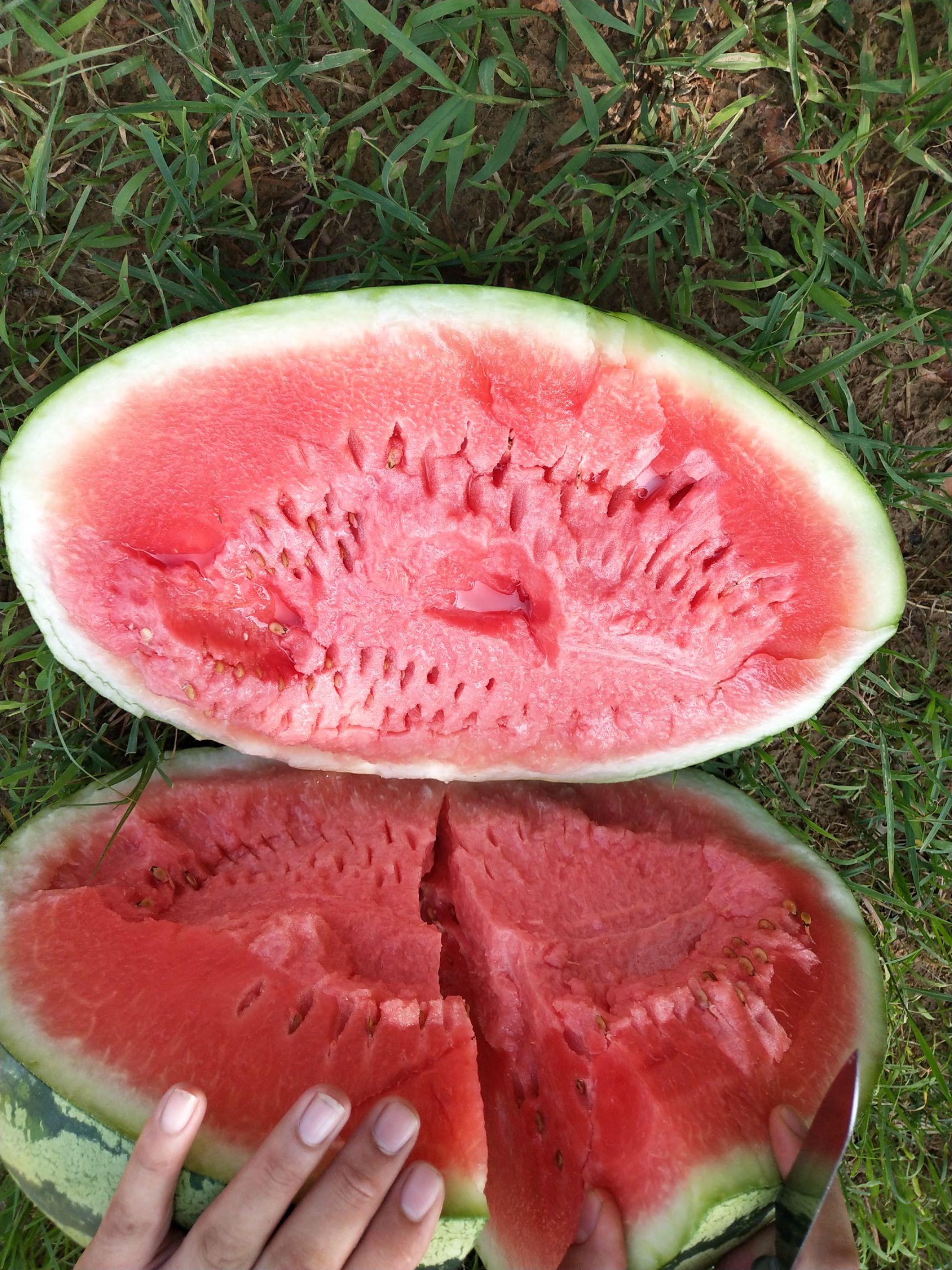 河北衡水市饶阳县金城5号西瓜最新产地行情趋