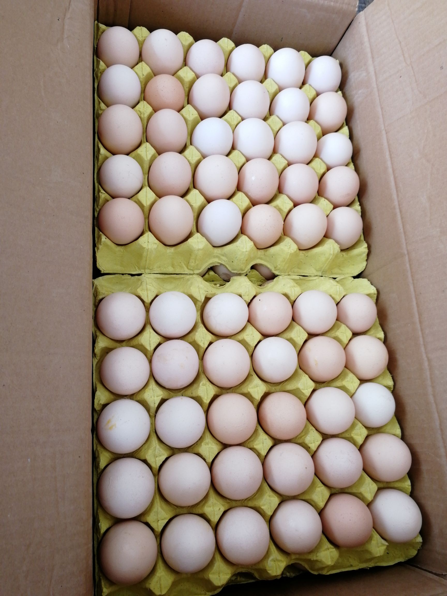 【普通鸡蛋批发】普通鸡蛋 食用 箱装 约360.0个/箱元