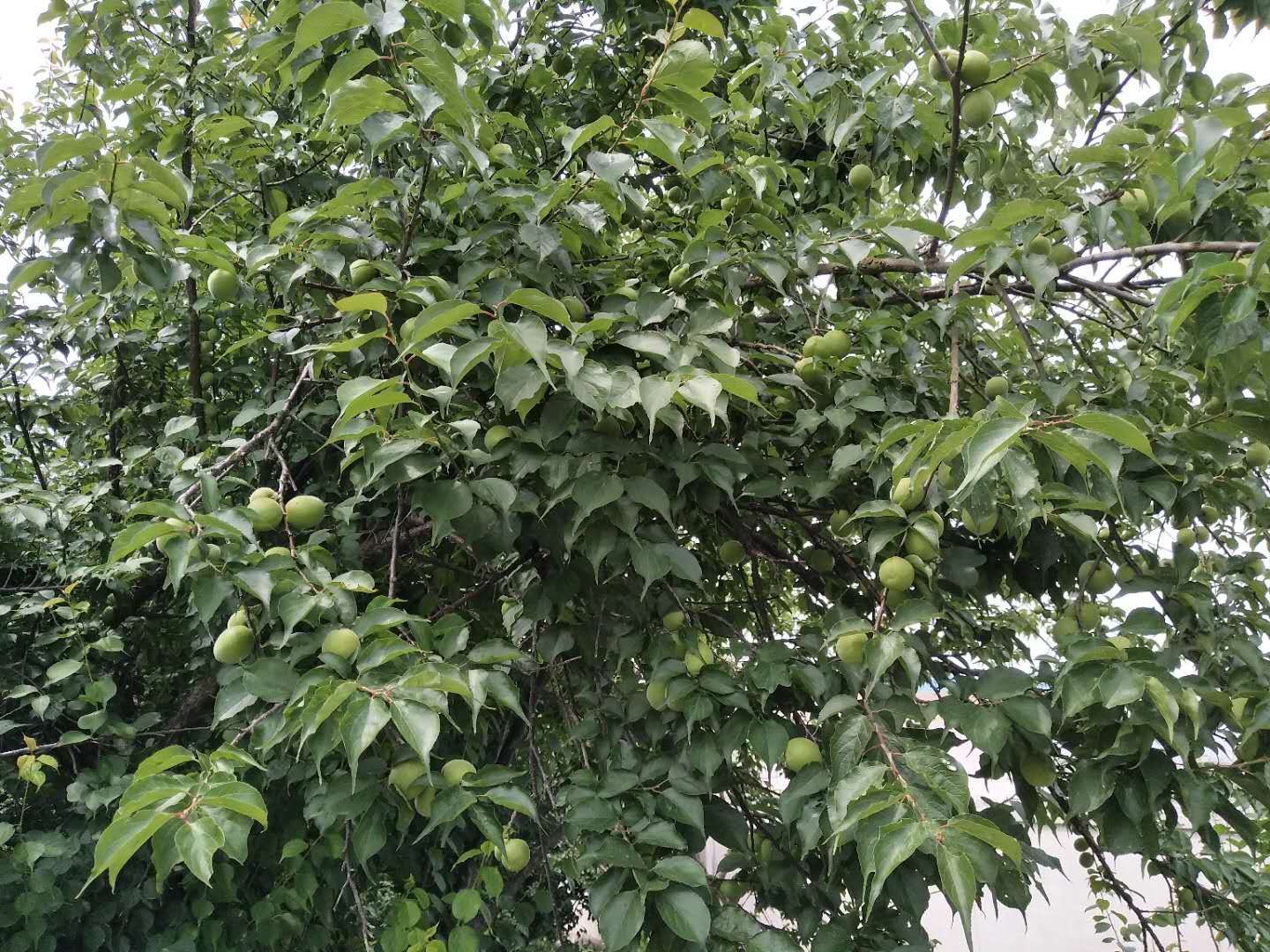 青梅树苗 成品树