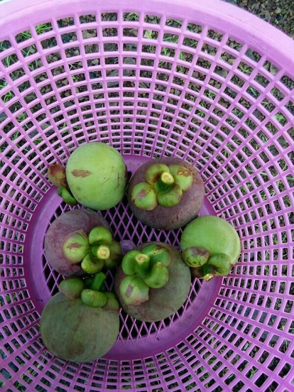 油竹果 2 - 3两以上