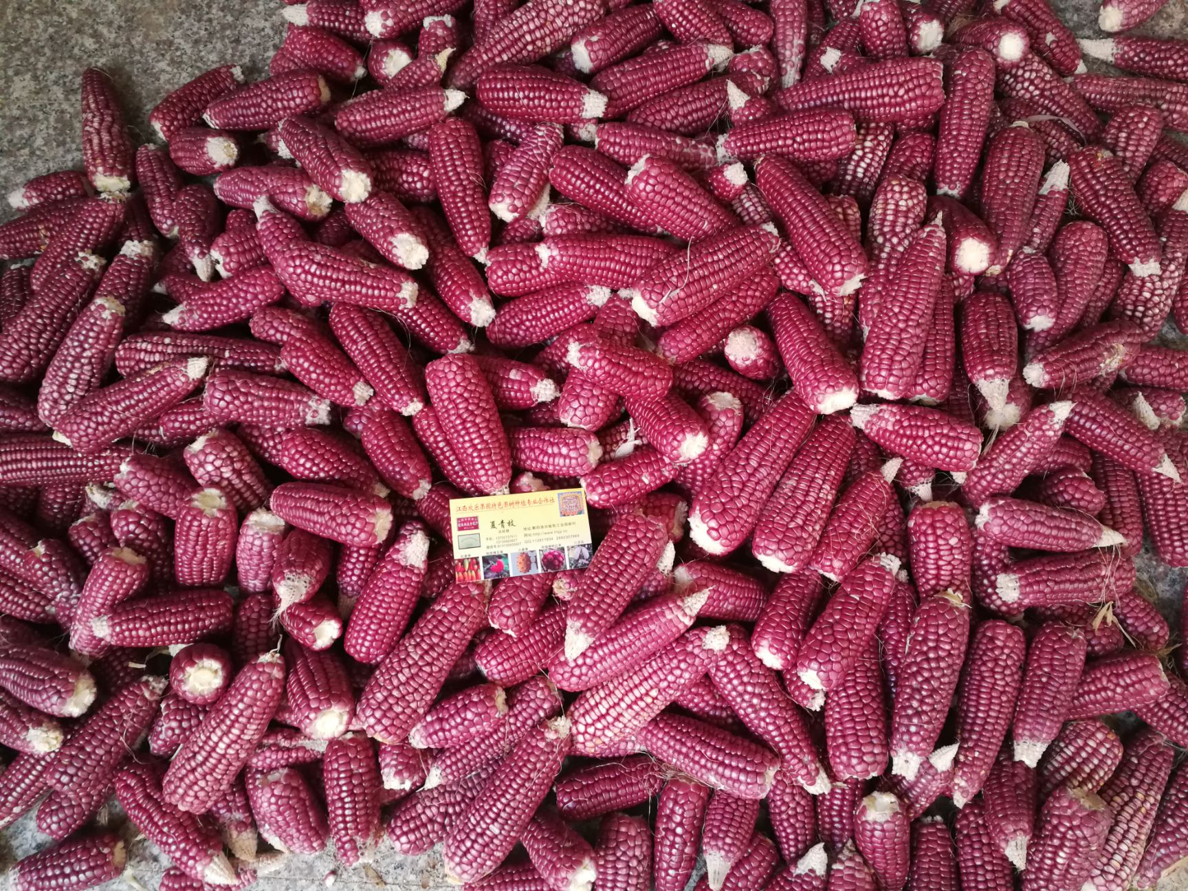 【玉米种子批发】玉米种子价格220元\/斤 1斤起