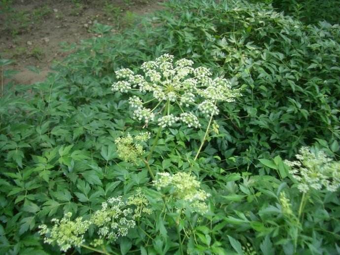 前胡 白花前胡种子