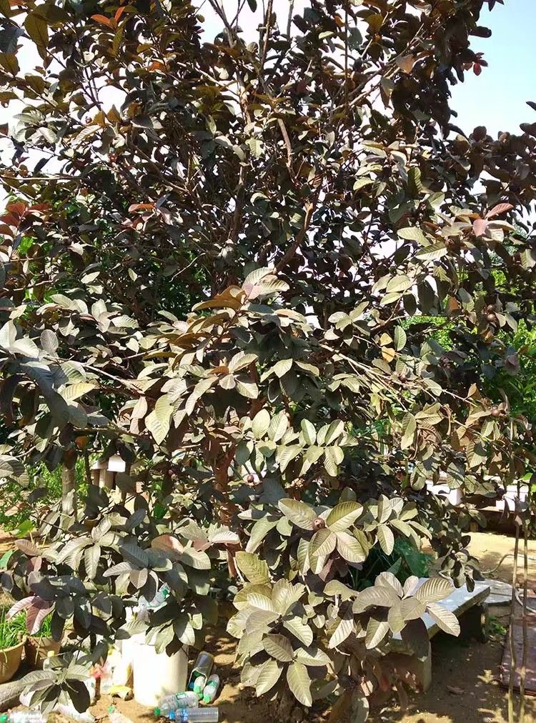 胭脂红番石榴苗