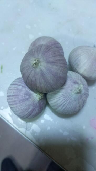 独头蒜 2.8cm 独头