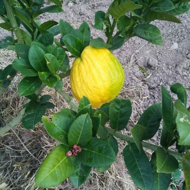 香橼