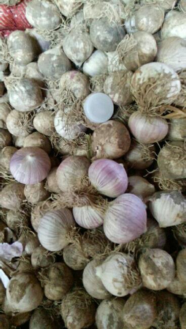 独头蒜 混级统货 独头