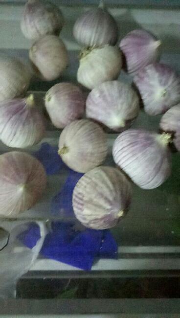 独头蒜 3.2-3.8cm 独头