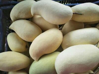 云南省丽江市华坪县鹰嘴芒果最新产地行情趋势