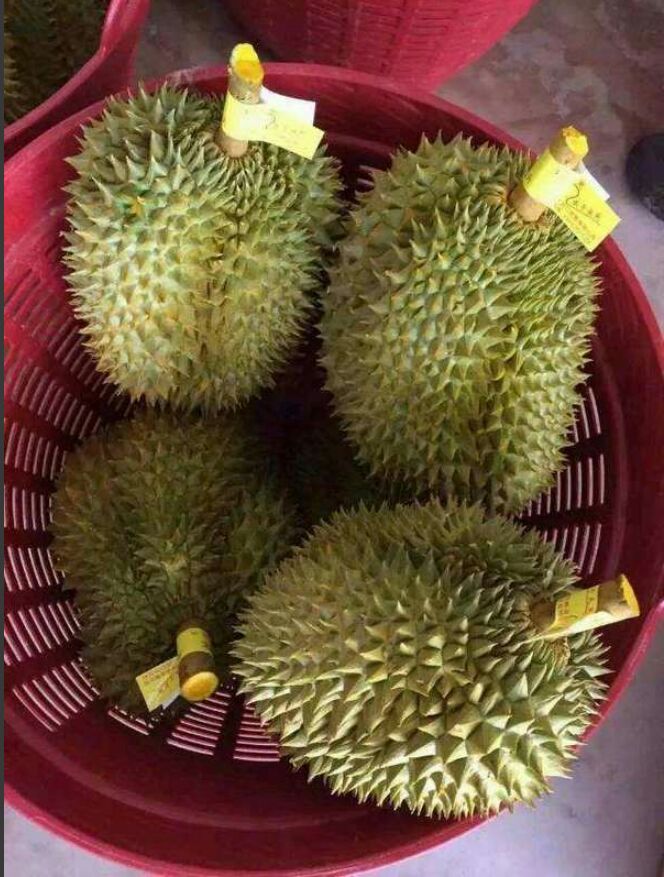 榴莲价格_榴莲行情走势_榴莲批发价格查询