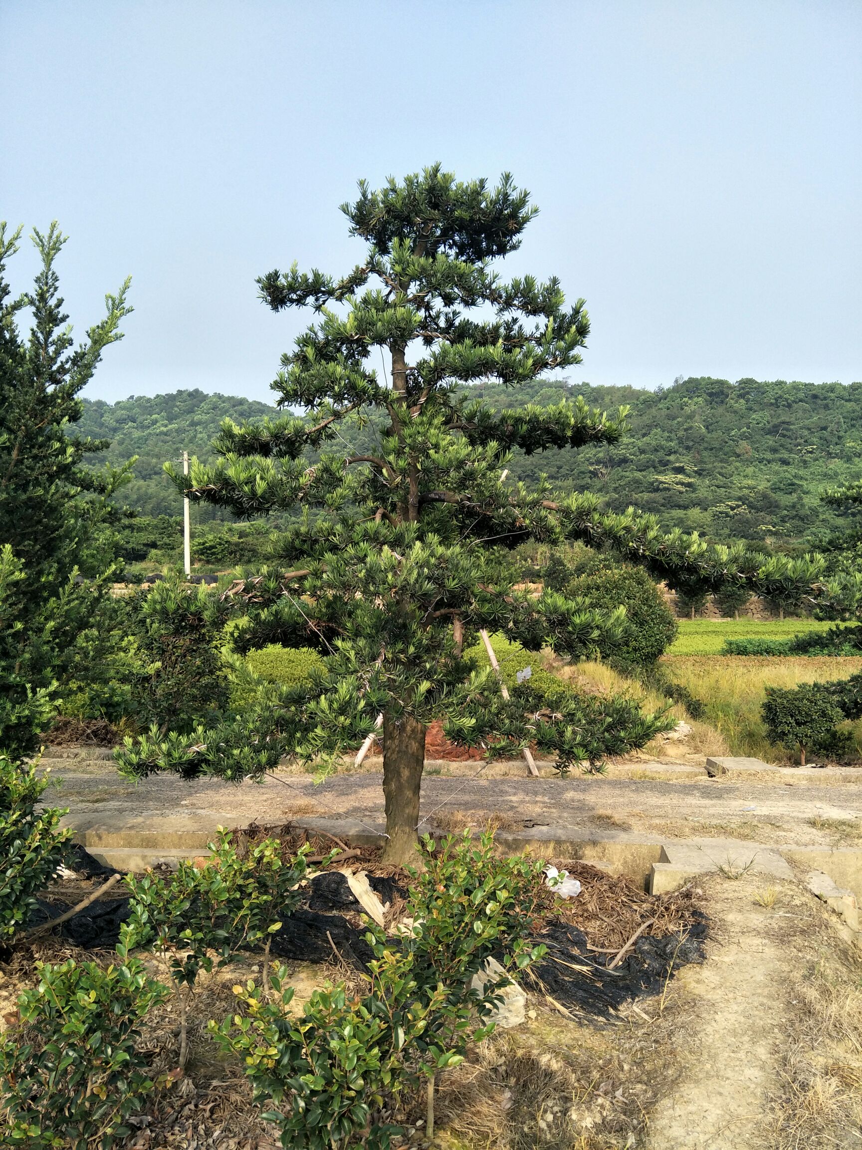 罗汉松 