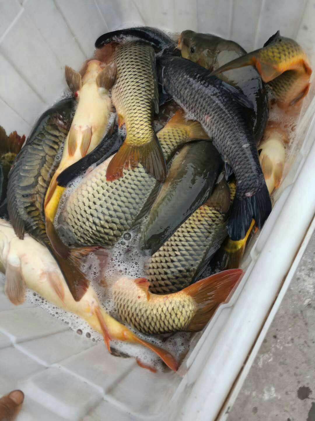 [池塘鲤鱼批发]池塘鲤鱼 人工养殖 1-2.5公斤 价格6.