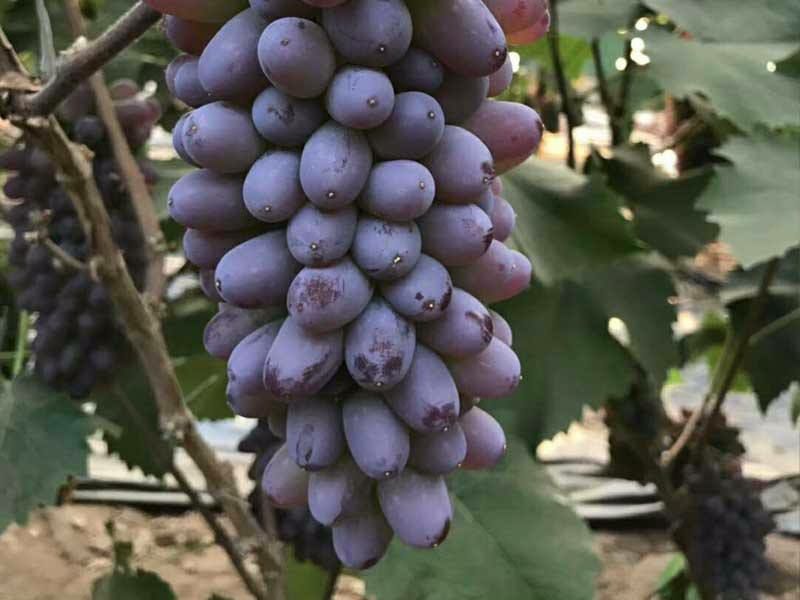 茉莉香葡萄苗