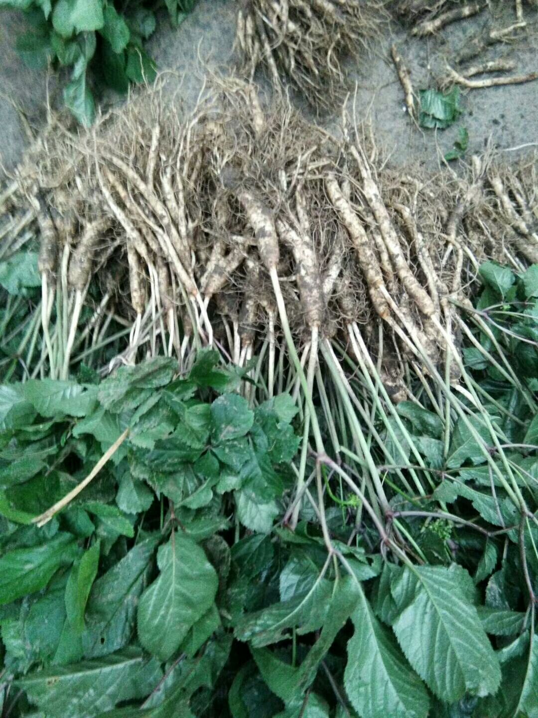 人参种苗 送10粒人参种子,种植资料,600克人参土.