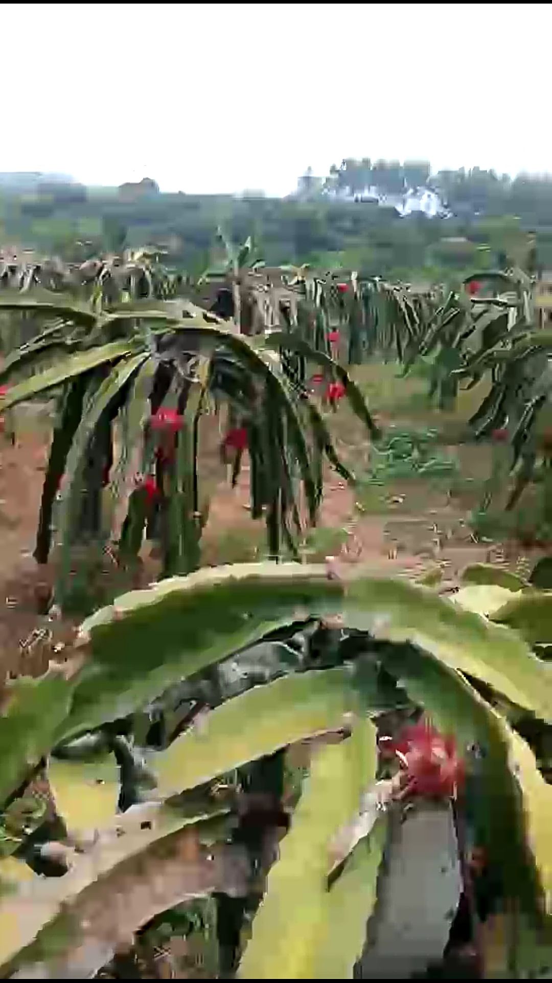 四川南充市顺庆区红皮红肉火龙果最新产地行情