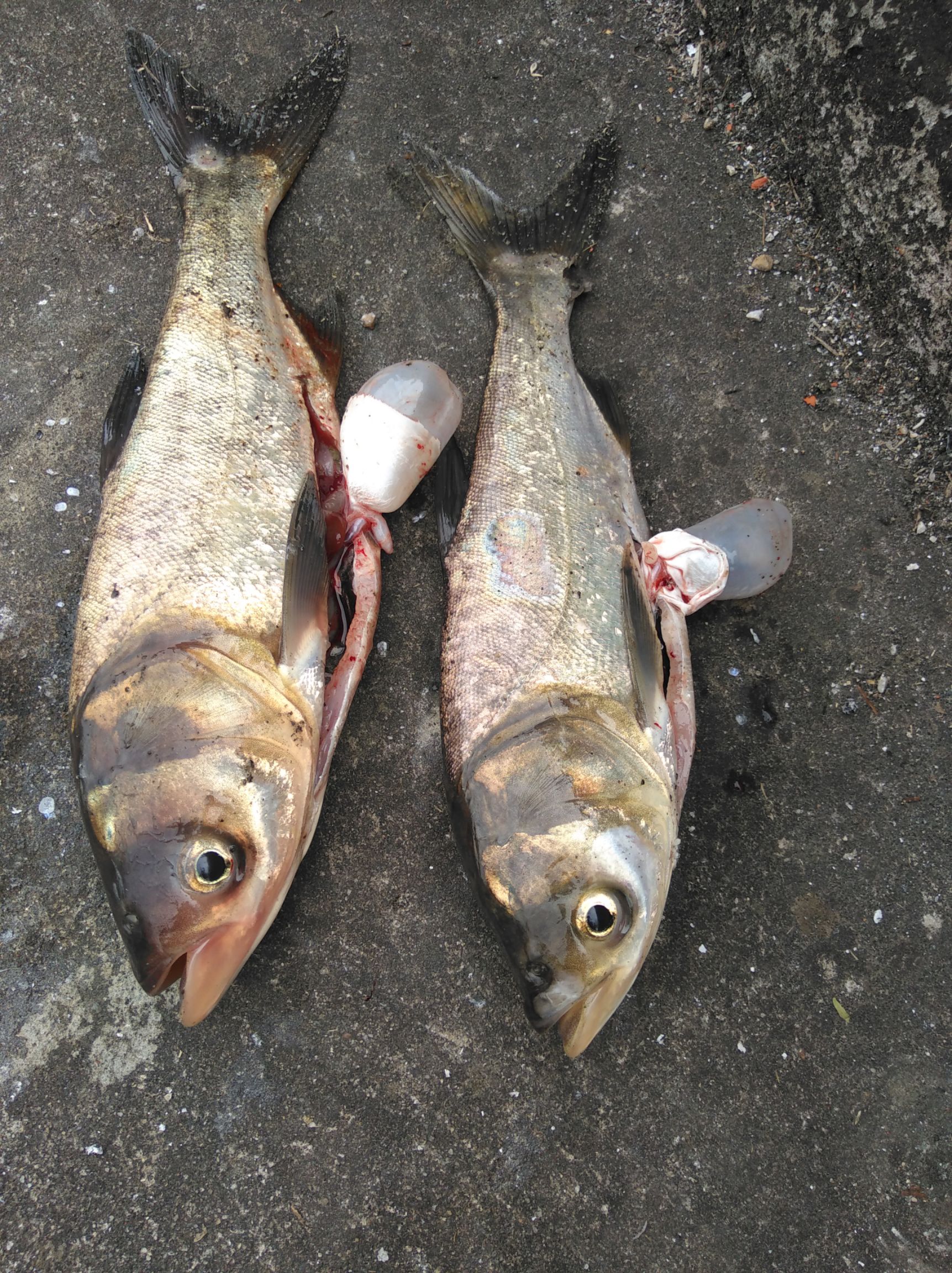 白鲢鱼 人工养殖 1-2.5公斤
