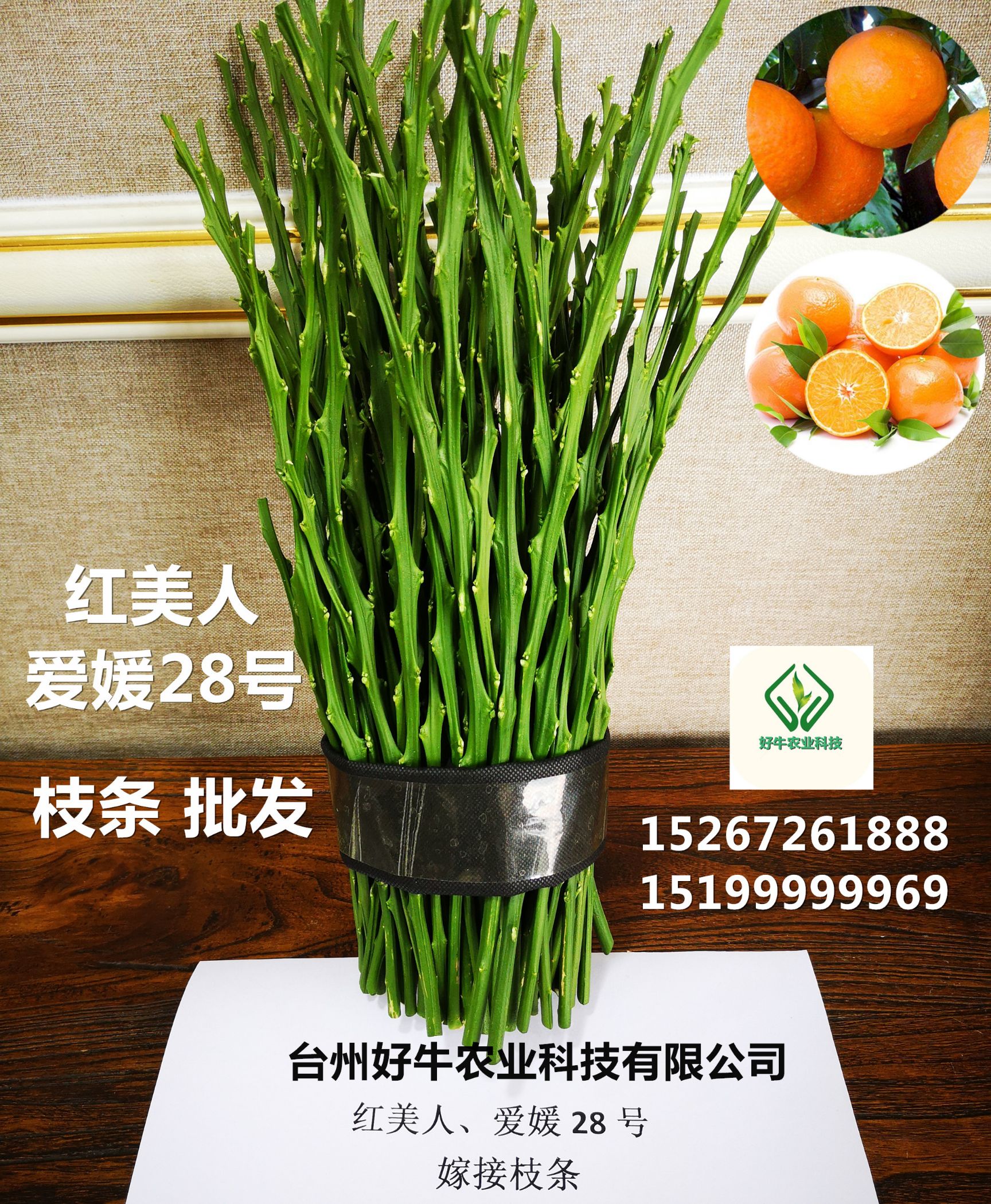 红美人柑桔苗 嫁接苗 0.35~0.5米