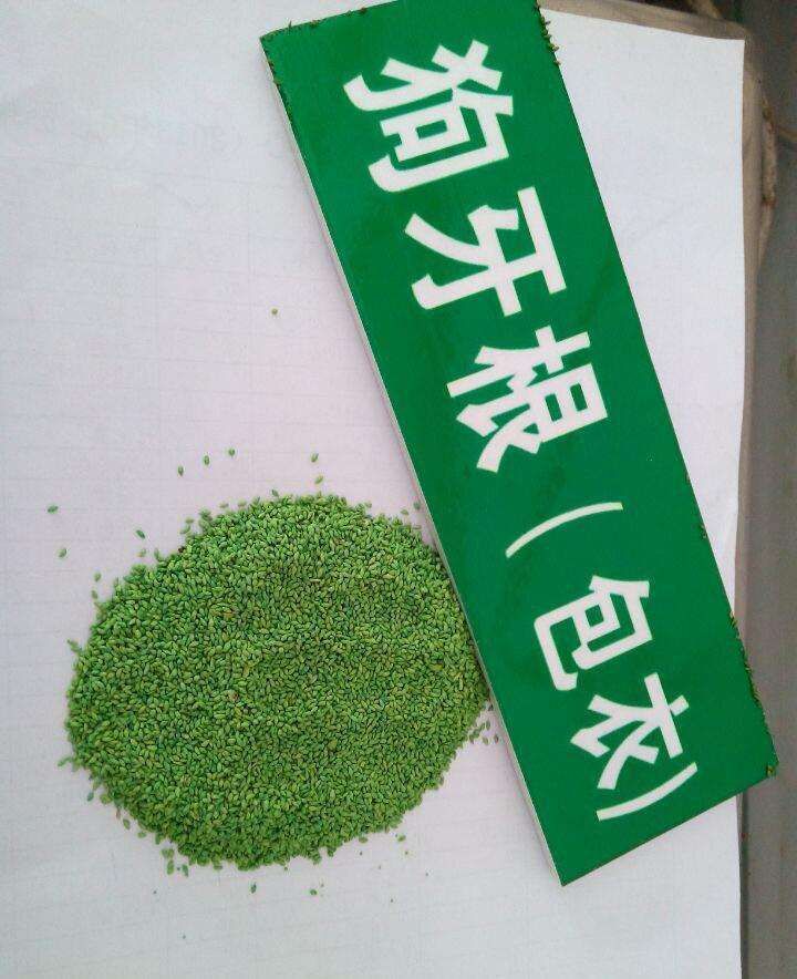 狗牙根种子