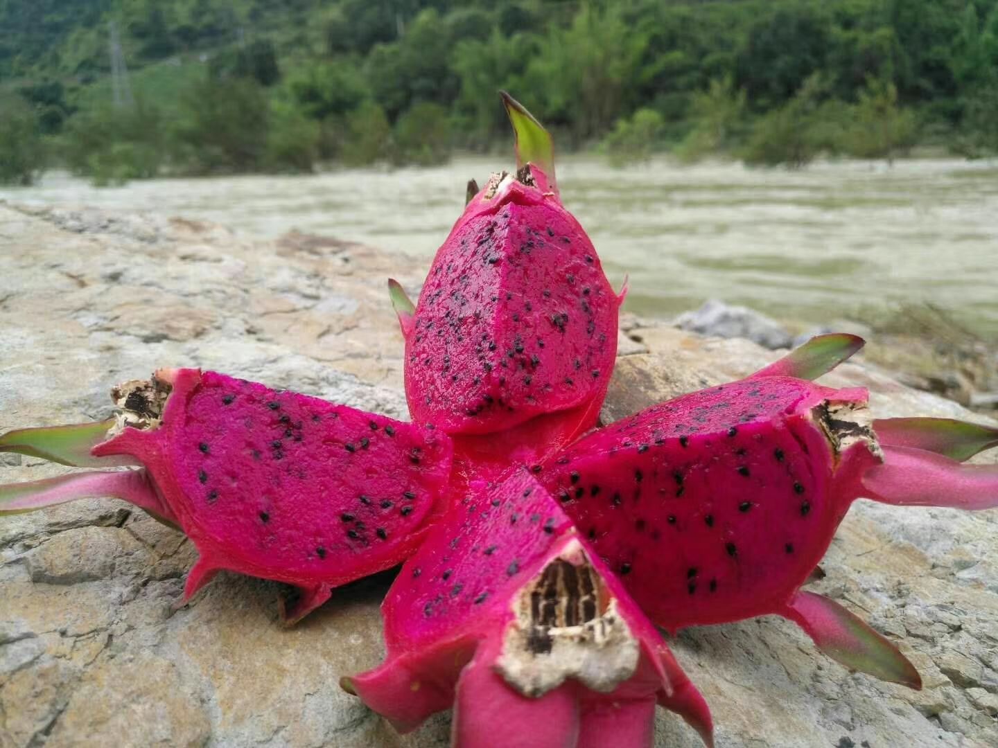 广西南宁市兴宁区贵州罗甸火龙果最新产地行情