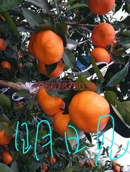 明日见柑橘苗 嫁接苗 0.2~0.35米
