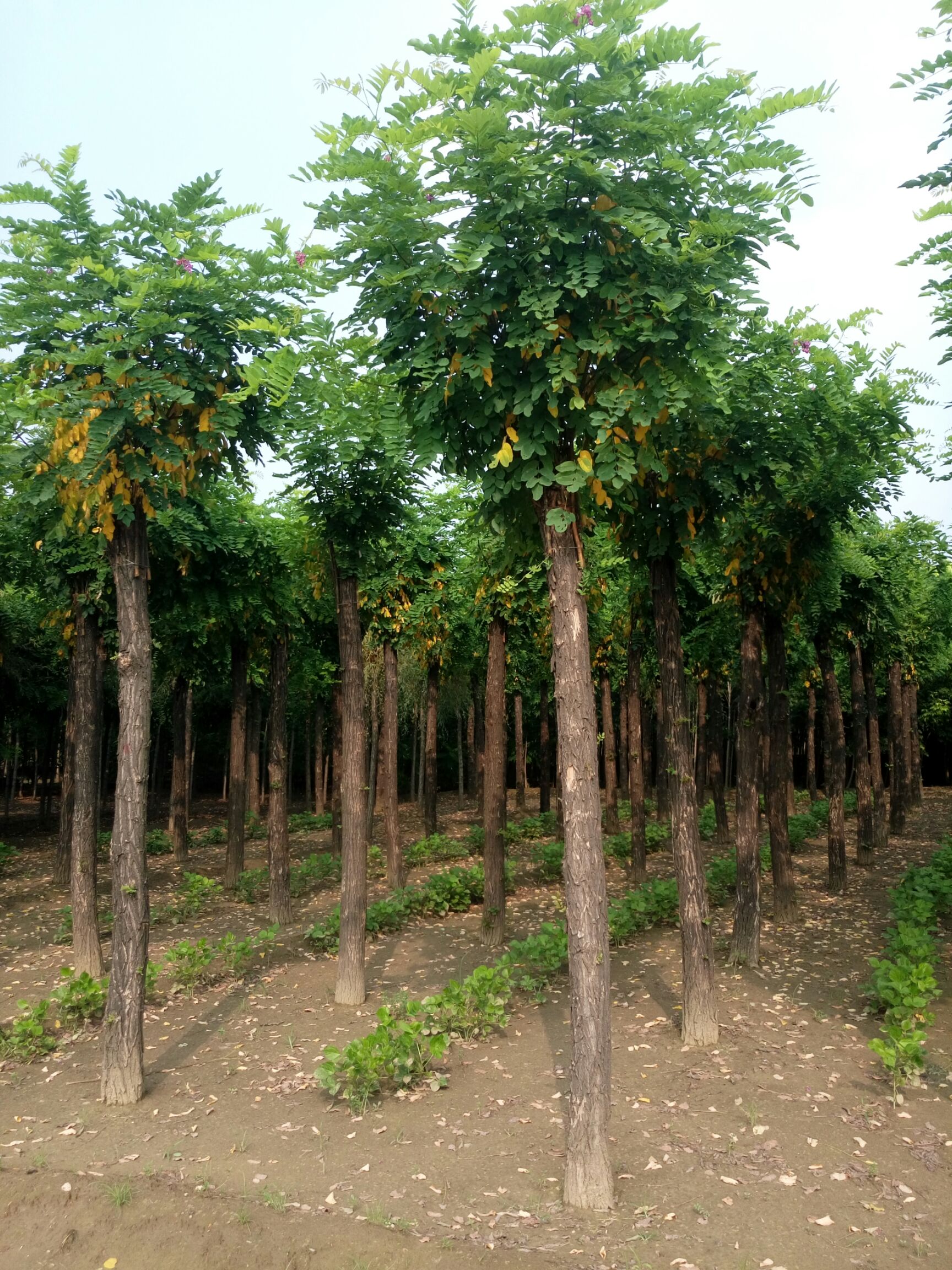 本基地常年大量出售原生香花槐,平头香花槐,嫁接香花槐,5-15