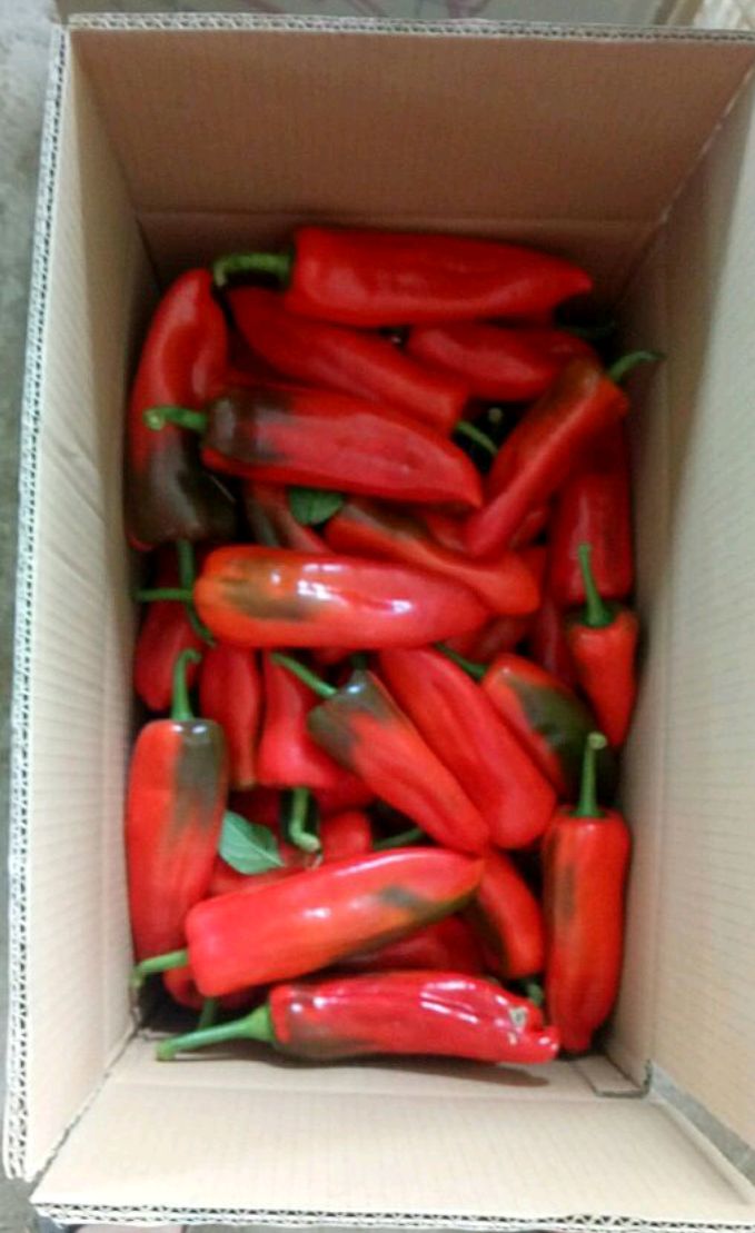 红泡椒 15~20cm 红色 中辣