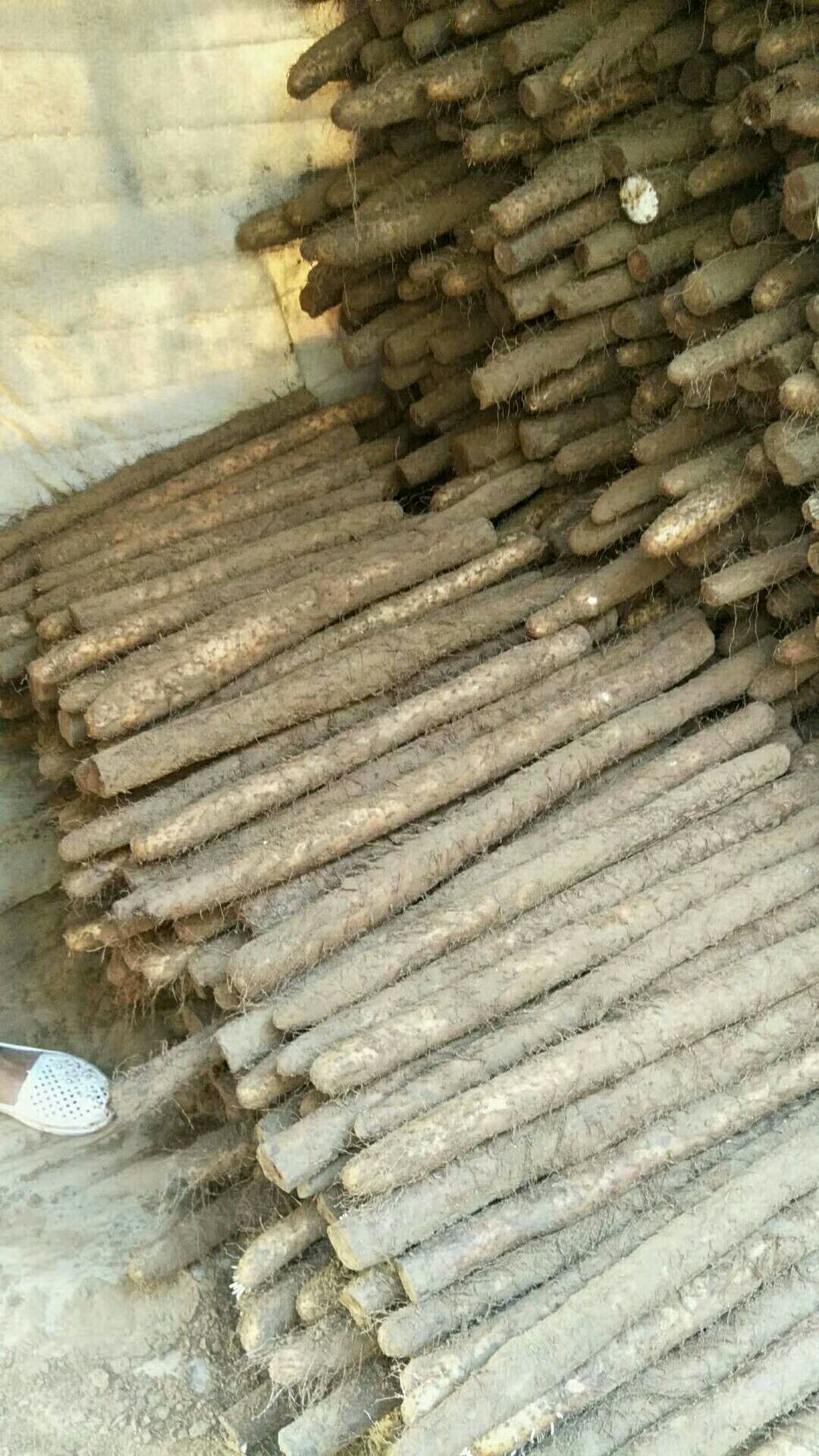 四川成都市金牛区白玉山药最新产地行情趋势|