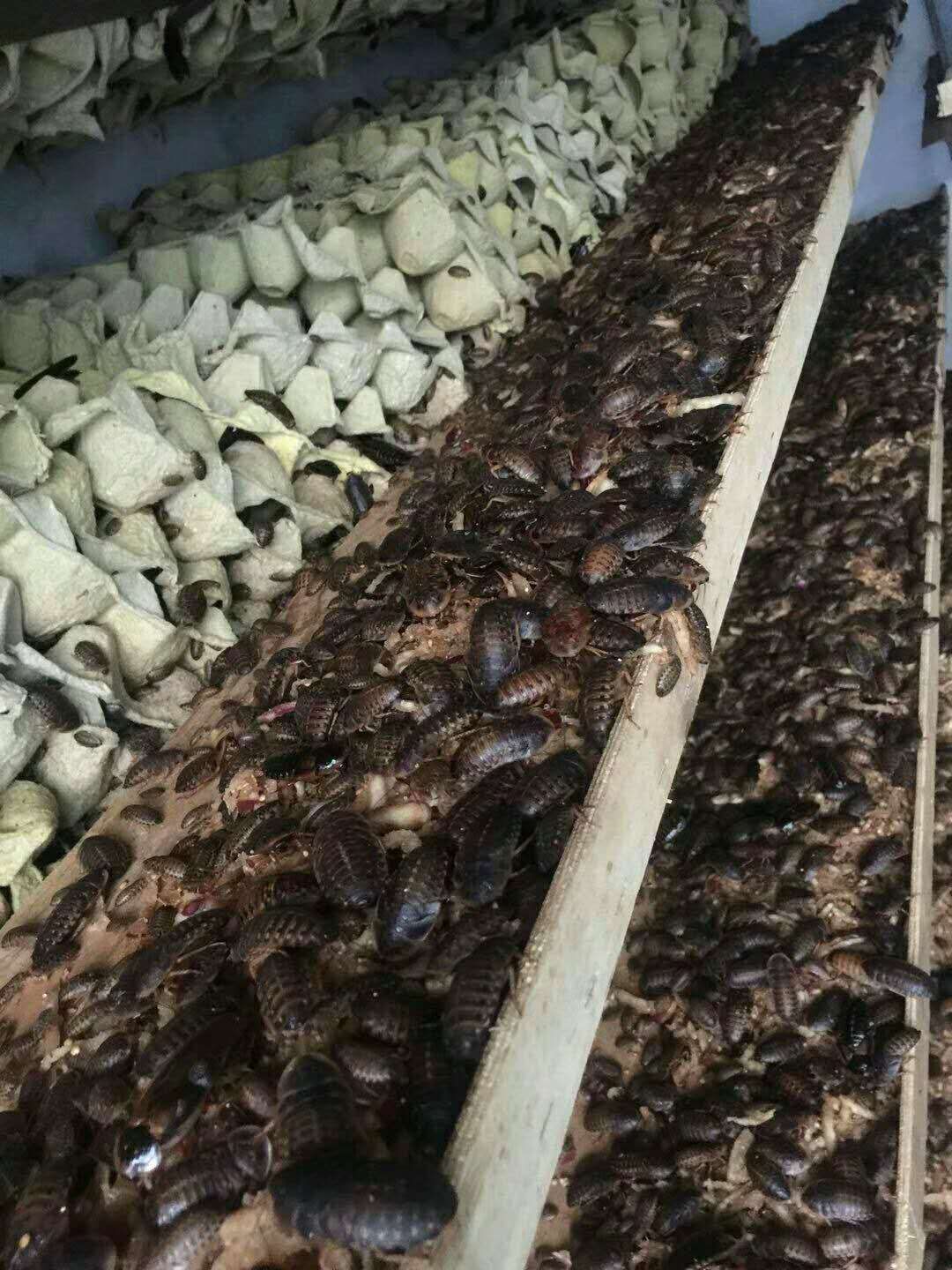 杜比亚蟑螂