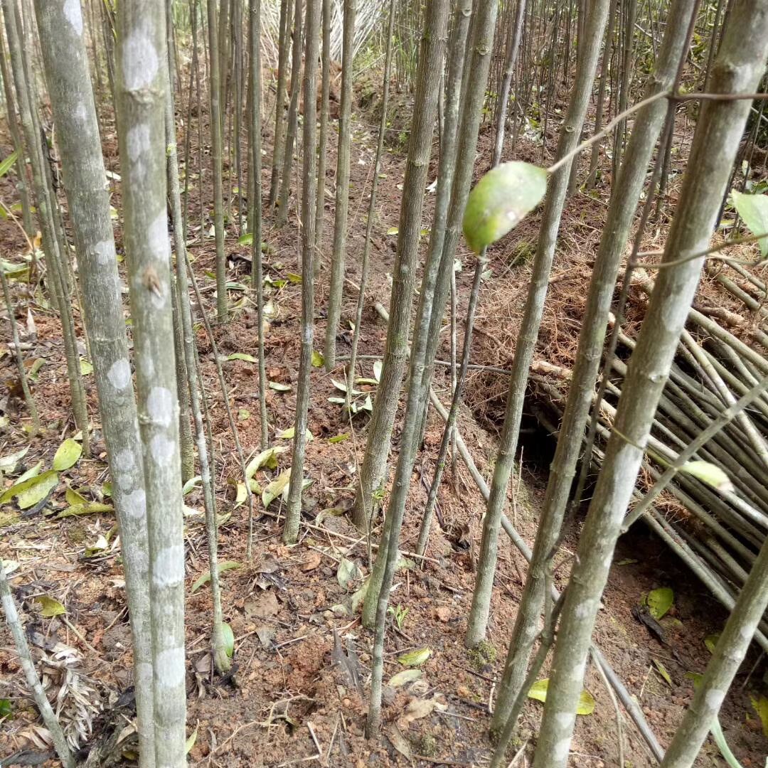 野鸭椿种苗