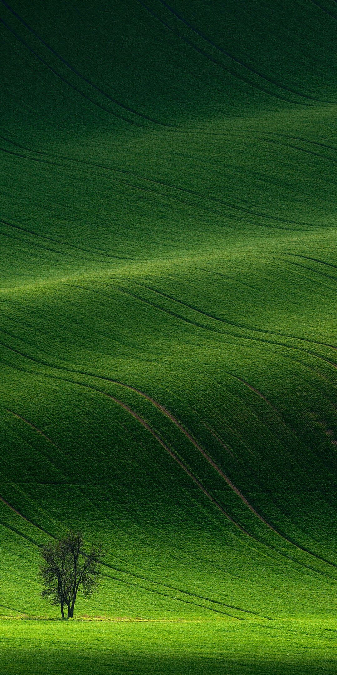 春见柑桔苗 嫁接苗 0.35~0.5米