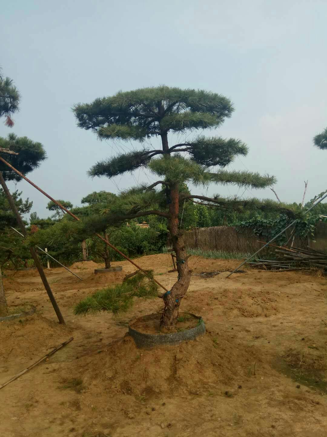 造型油松