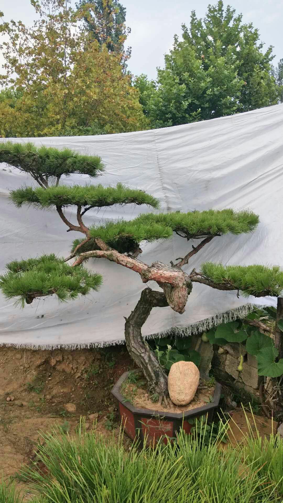 【造型油松批发】造型油松价格4500元/棵 1棵起批 - x