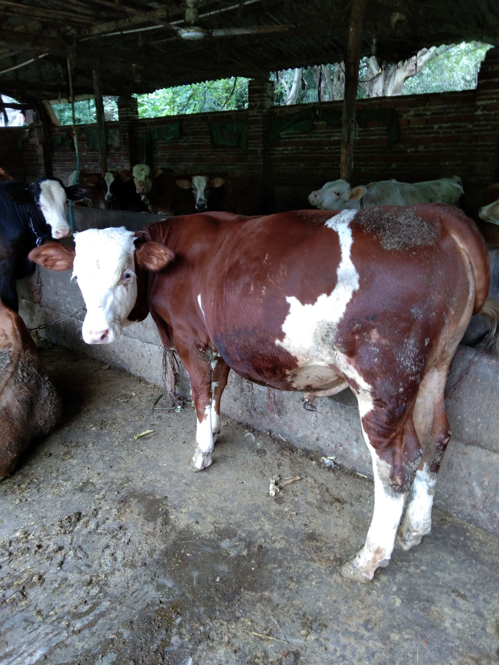 西门塔尔牛 200-300斤 母牛