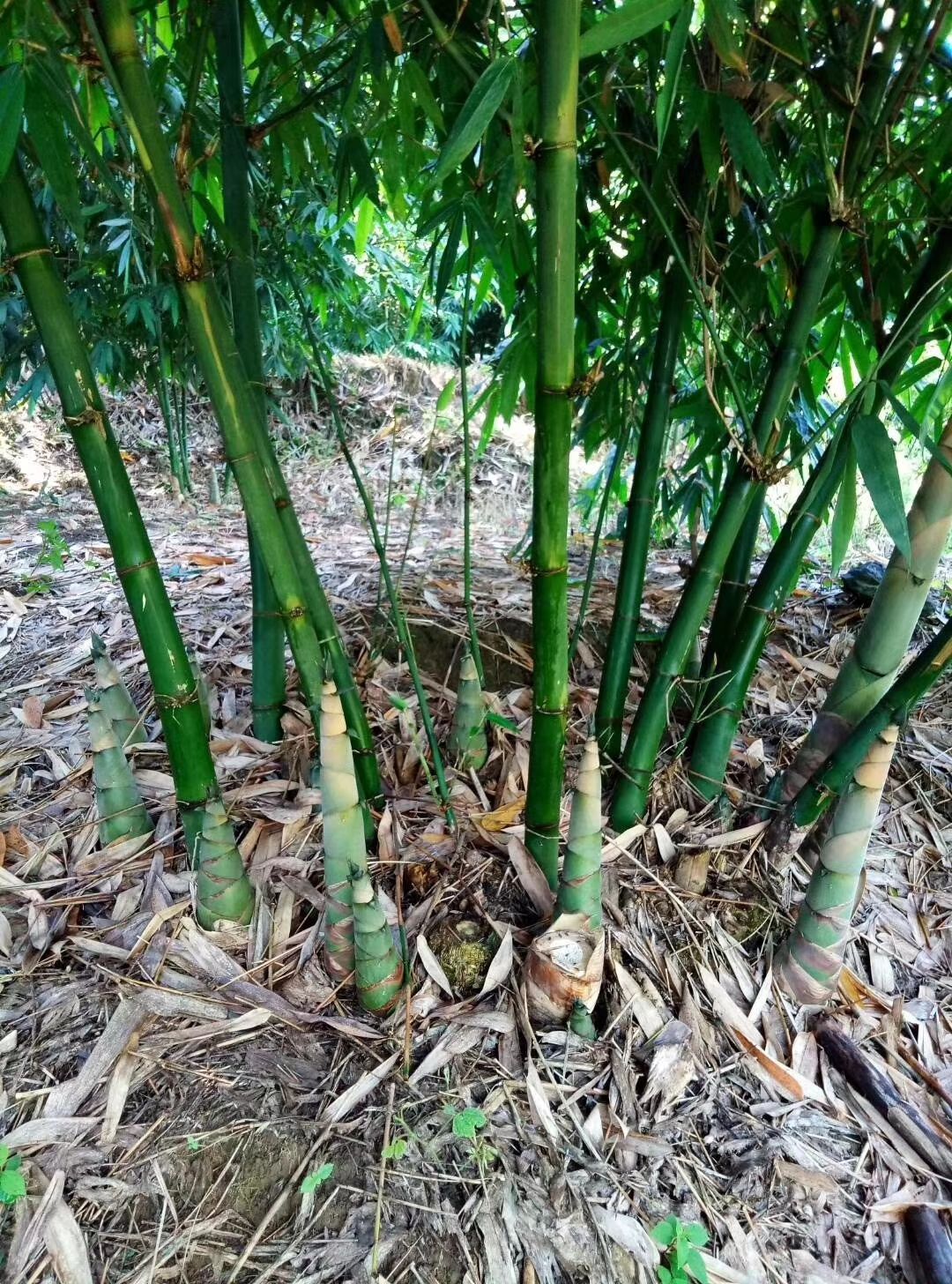 笋花散装1年