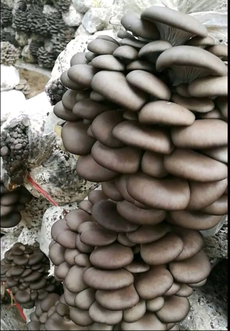 平菇菌种