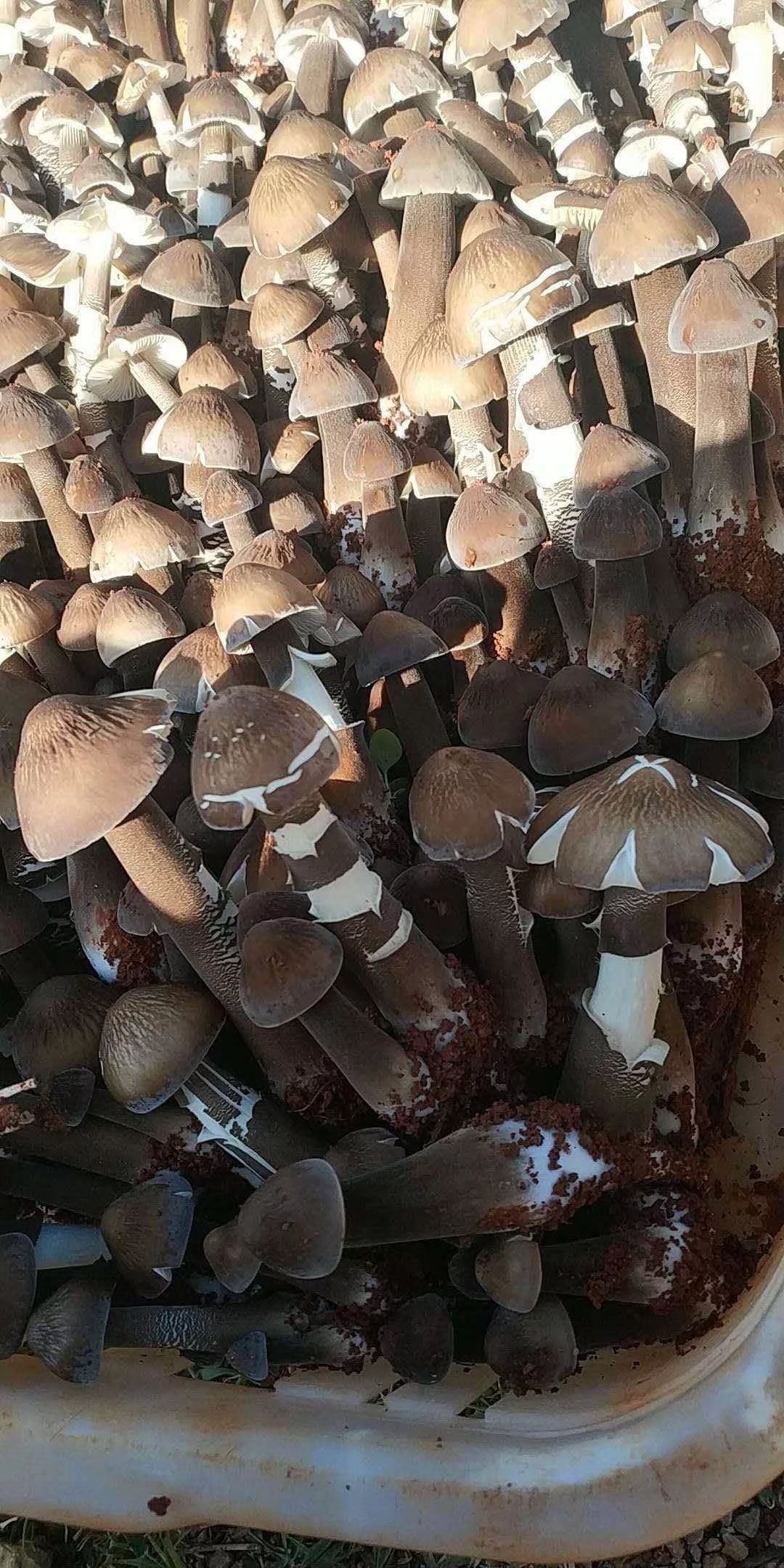 鸡枞菌