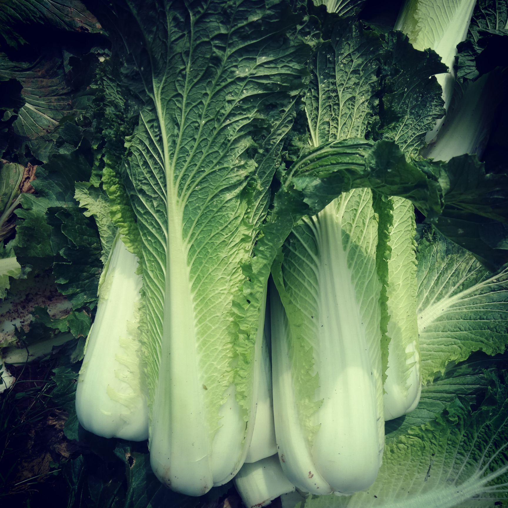 竹筒白菜 2~3斤 二毛菜