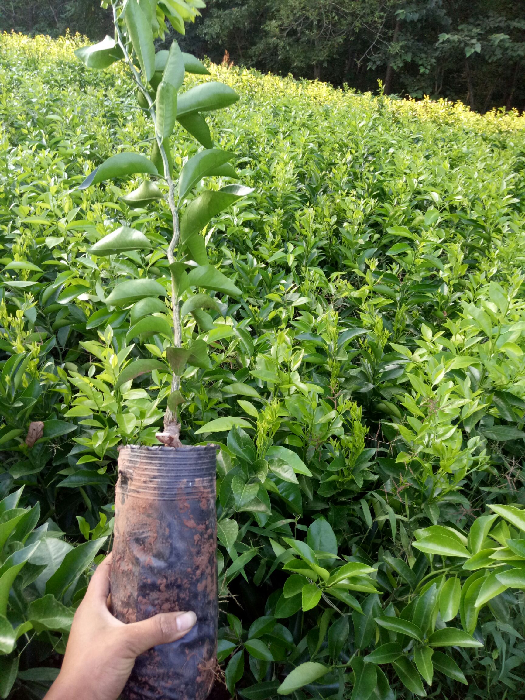 沃柑苗 原装杯苗,品种纯正