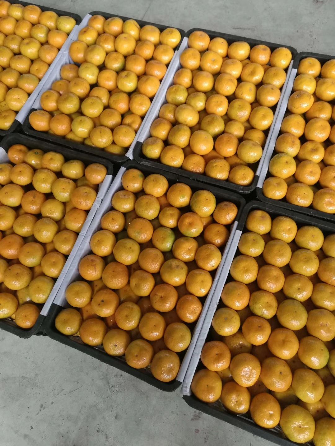 云南玉溪市华宁县特早蜜桔最新产地行情趋势|