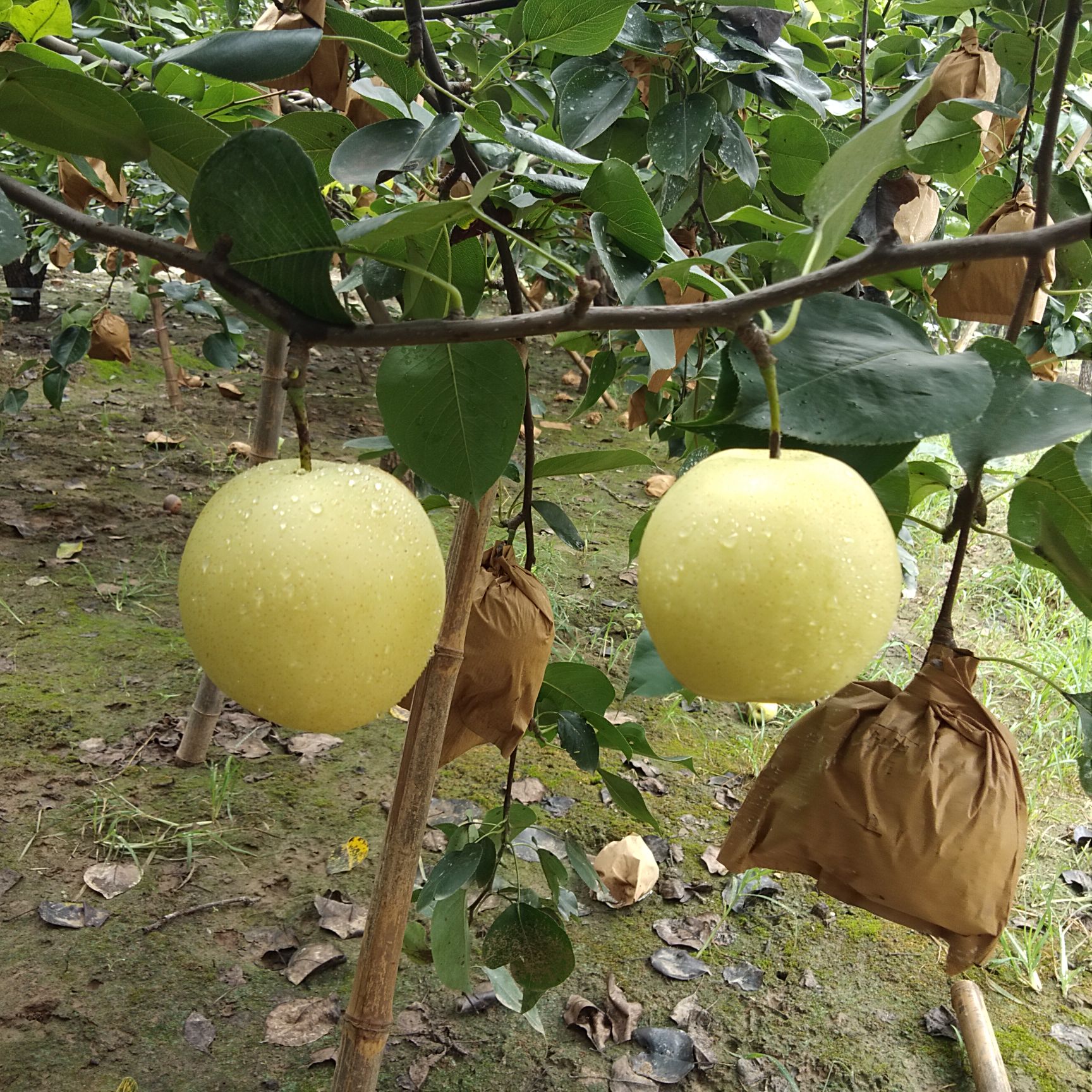 皇冠梨 250-300g 75mm以上 约4.5斤/箱