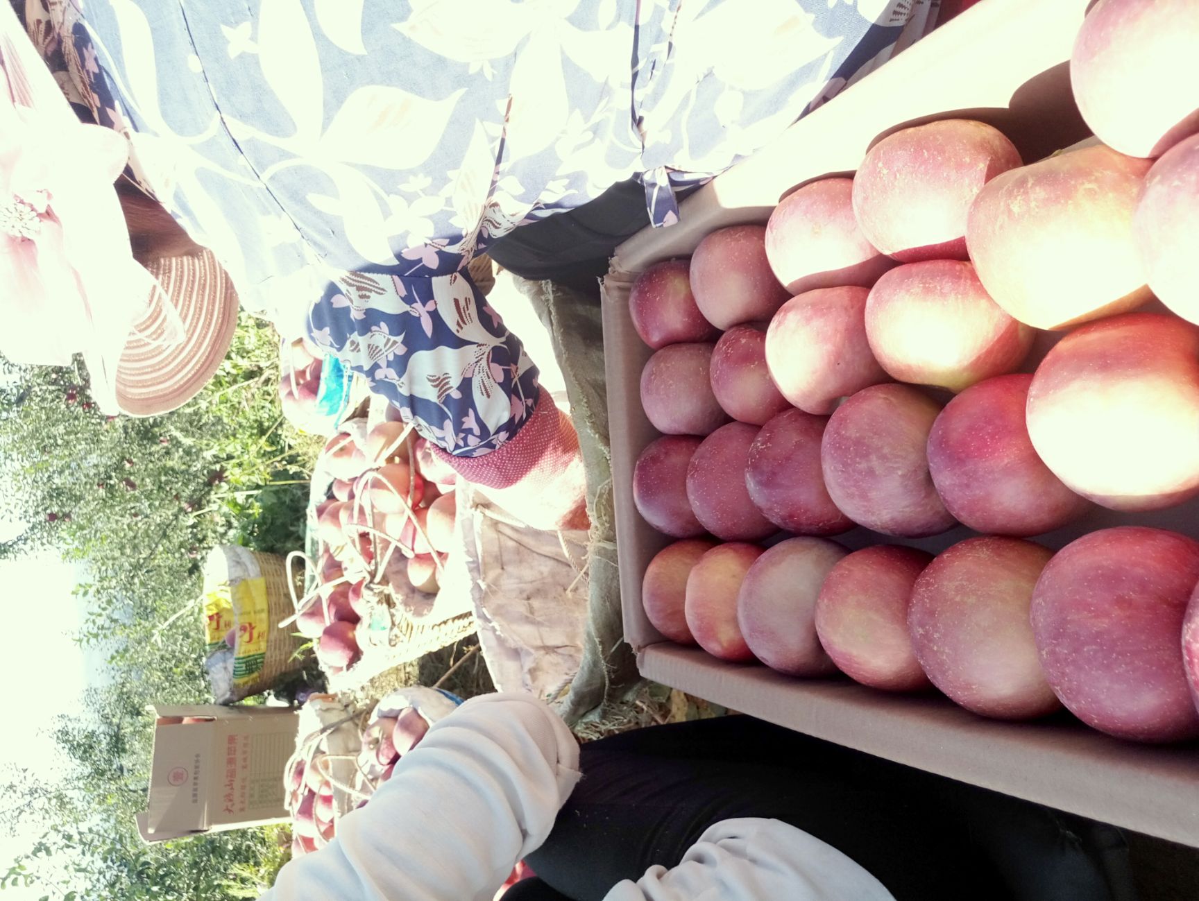 山西运城市万荣县红将军苹果最新产地行情趋势