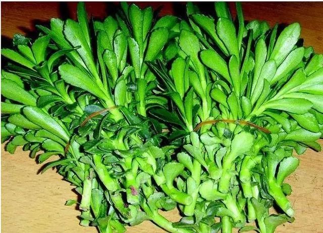 宽叶费菜 散装