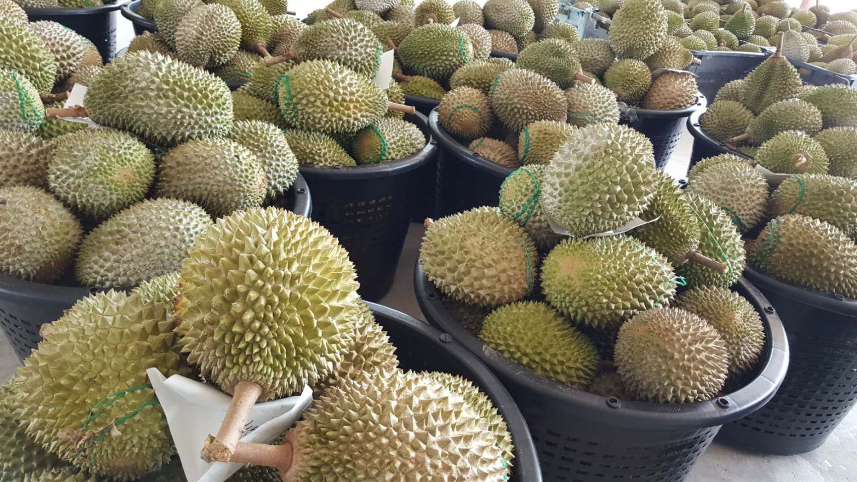 榴莲价格_榴莲行情走势_榴莲批发价格查询