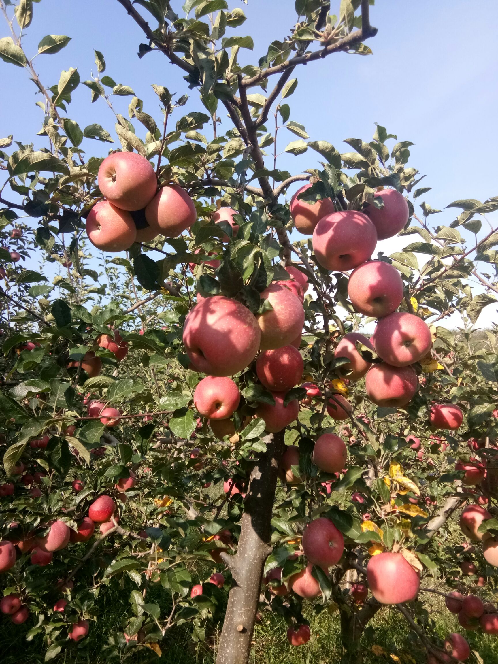 山西太原市万柏林区红富士苹果最新产地行情趋
