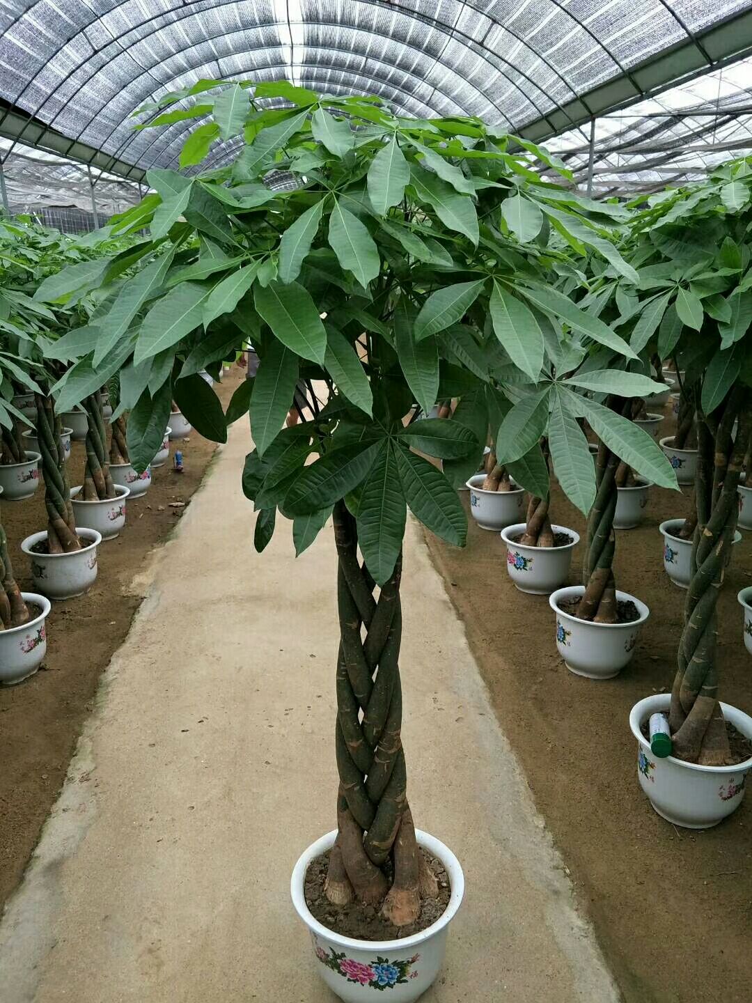 辫子发财树