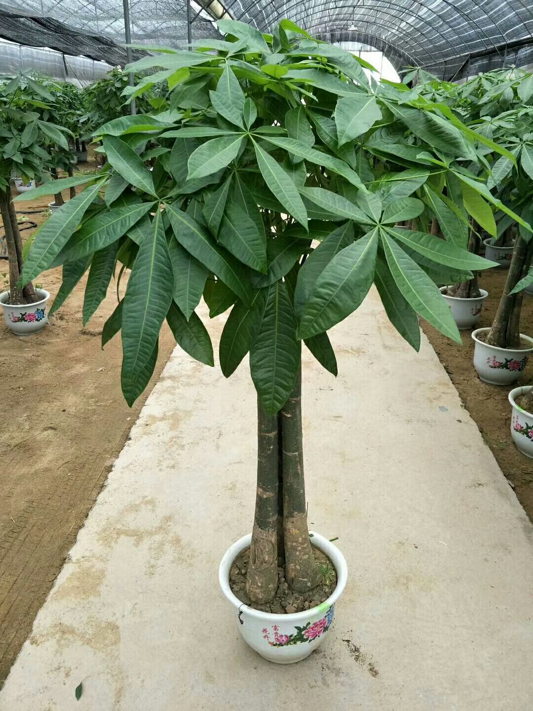 三杆发财树