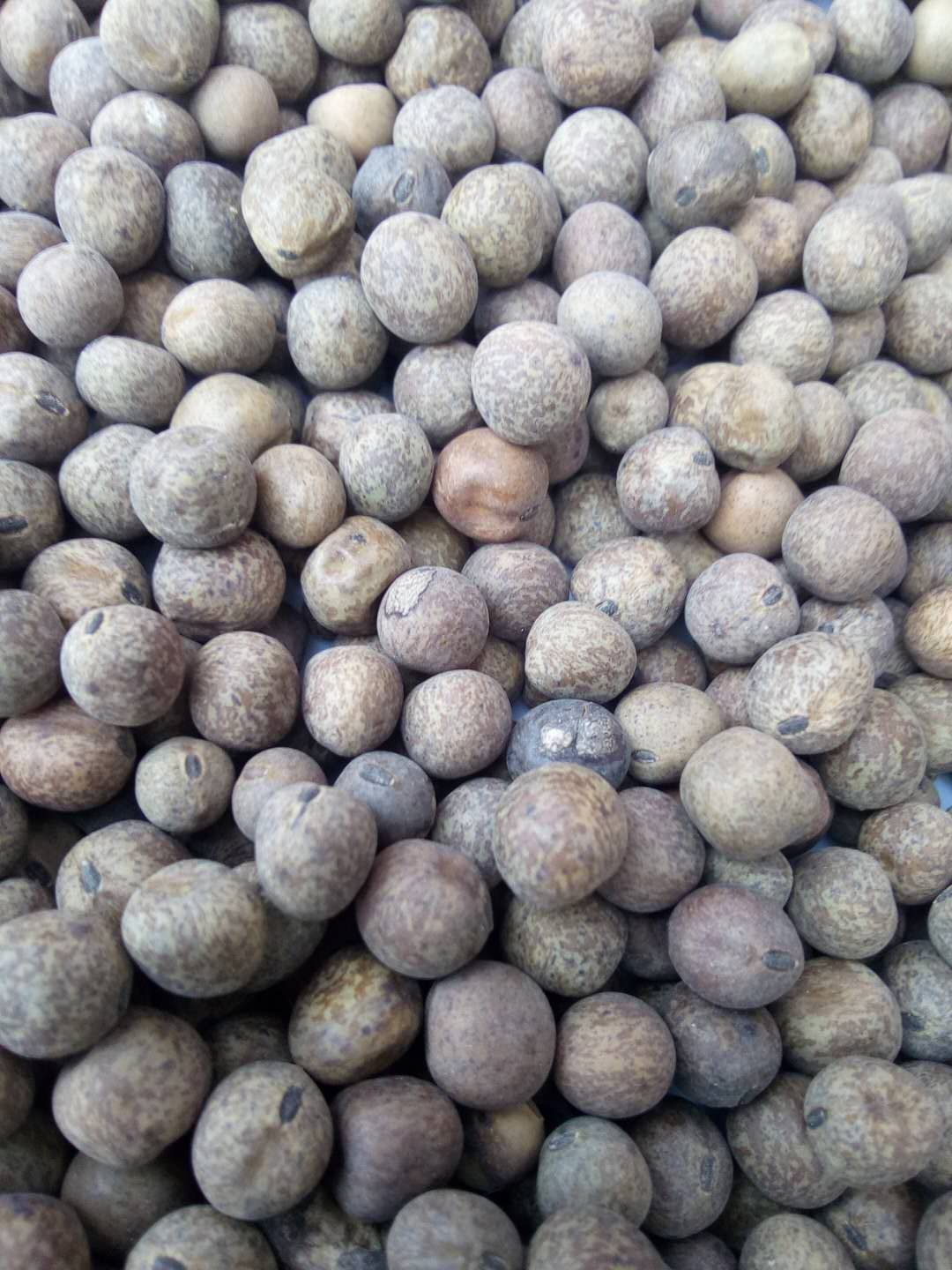 甘肃兰州市永登县麻豌豆最新产地行情趋势|产