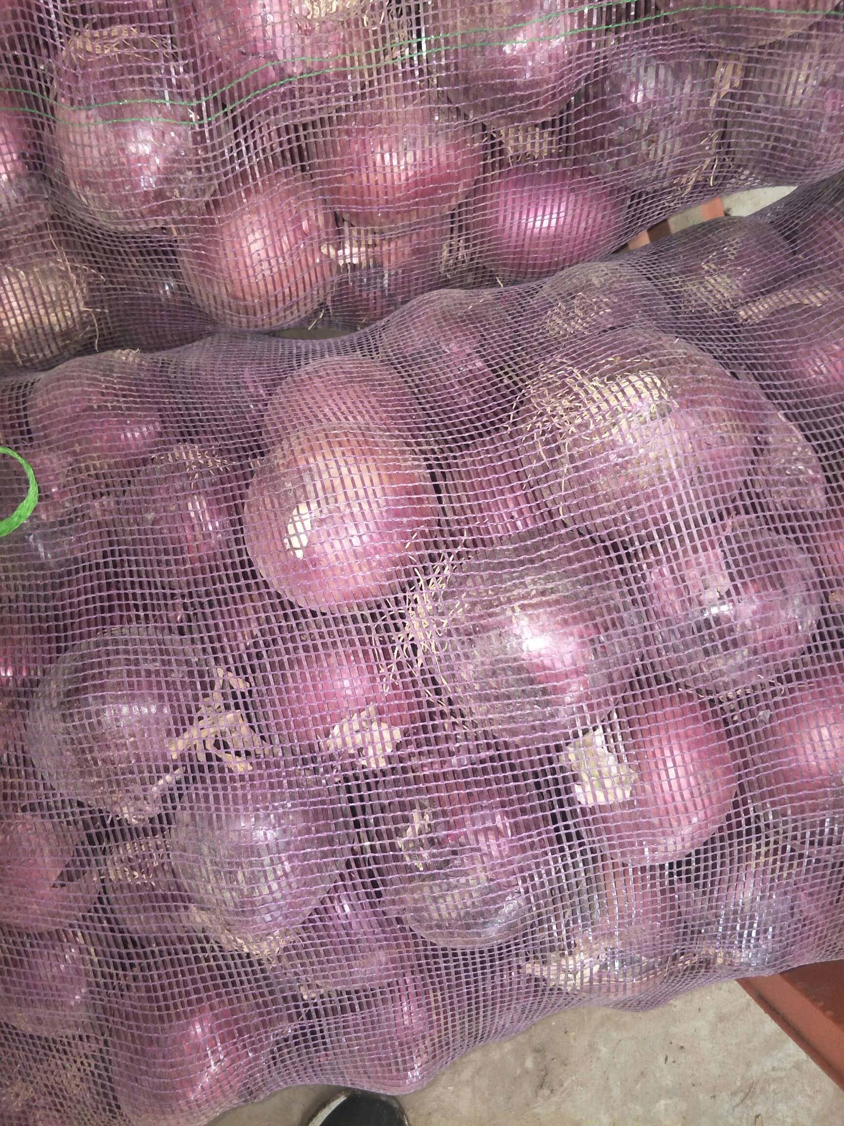 内蒙古赤峰市林西县紫皮洋葱最新产地行情趋势