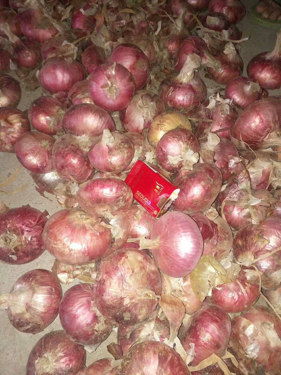 山东济宁市金乡县二红洋葱最新产地行情趋势|