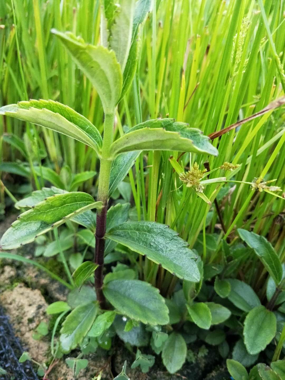 红根野蚕豆种子